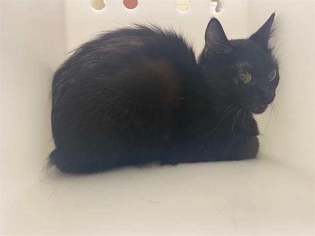 Shelter Stray Male Cat last seen Near BLOCK S 16TH ST, 3839 W Burnham St, West Milwaukee, WI 53215, USA