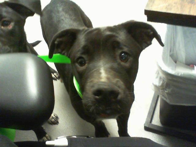 Shelter Stray Male Dog last seen CHARLOTTE, 8315 Byrum Dr, Charlotte, NC 28217, USA