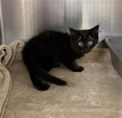 Shelter Stray Male Cat last seen CLAIRMONT AVE/SF, 232 Eslinger Way, Sanford, FL 32773, USA