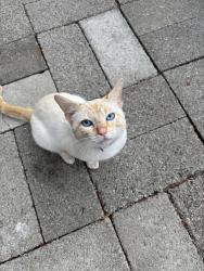 Found/Stray Male Cat last seen 29th and Marion, Seattle, WA 98122