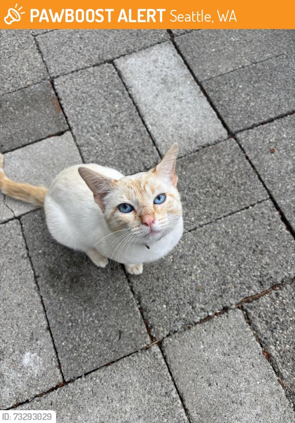 Found/Stray Male Cat last seen 29th and Marion, Seattle, WA 98122