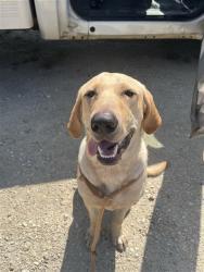 Shelter Stray Male Dog last seen TJ SMITH, 31078 LA-36, Lacombe, LA 70445, USA