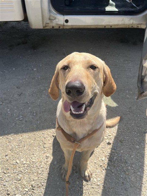 Shelter Stray Male Dog last seen TJ SMITH, 31078 LA-36, Lacombe, LA 70445, USA