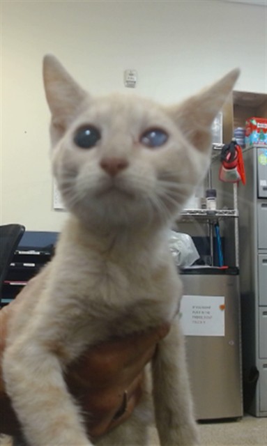 Shelter Stray Male Cat last seen Near BLOCK W 25 CT, 3599 NW 79th Ave, Doral, FL 33122, USA