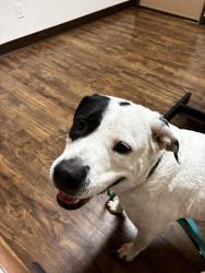 Lost Female Dog last seen Heading towards farmers market downtown Joshua tree, Joshua Tree, CA 92252