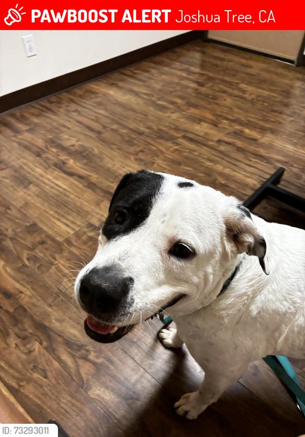 Lost Female Dog last seen Heading towards farmers market downtown Joshua tree, Joshua Tree, CA 92252