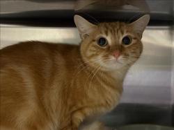 Shelter Stray Female Cat last seen , West Valley Animal Shelter, 20655 Plummer St, Chatsworth, CA 91311, USA