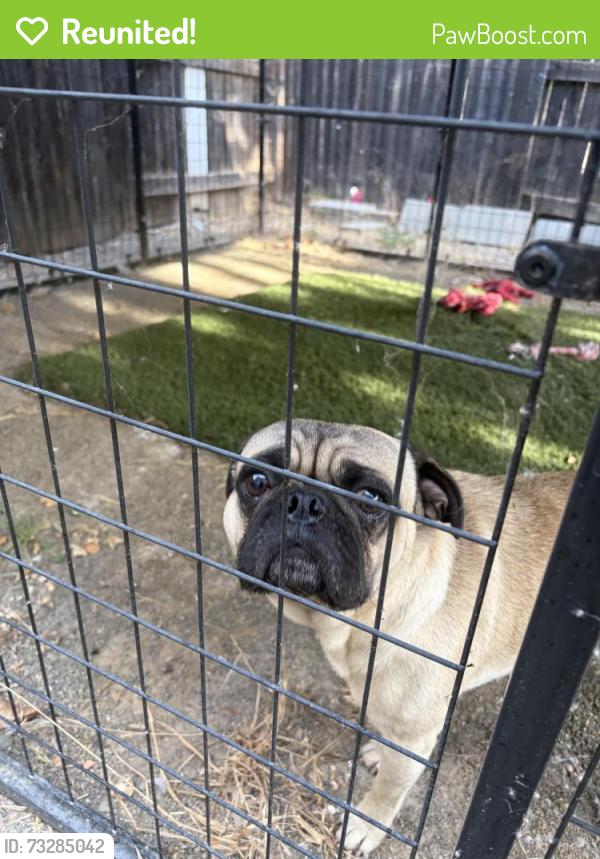 Reunited Male Dog last seen Rosa Parks K-8 School Sacramento, Ca, Sacramento, CA 95822