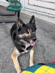 Found/Stray Male Dog last seen Mercer and summit in Capital Hill, Seattle, WA 98109