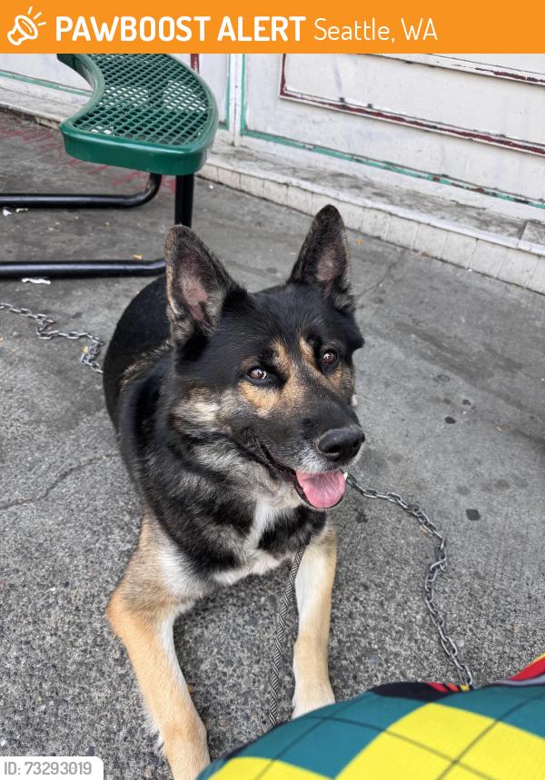 Found/Stray Male Dog last seen Mercer and summit in Capital Hill, Seattle, WA 98109