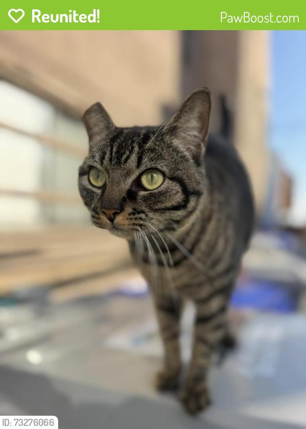 Reunited Female Cat last seen San Jose Pl and Bayside Ln, San Diego, CA 92109