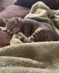 Lost Female Cat last seen Alvin dark, brightside drive, Baton Rouge, LA 70820