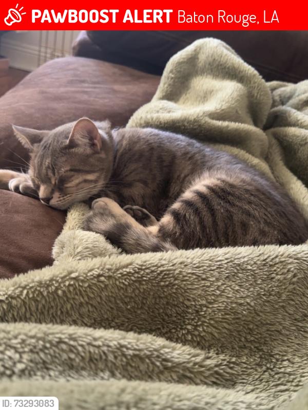 Lost Female Cat last seen Alvin dark, brightside drive, Baton Rouge, LA 70820