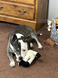 Reunited Female Dog last seen Riverfork Road near Bethlehem Union Church, Waterloo, SC 29384
