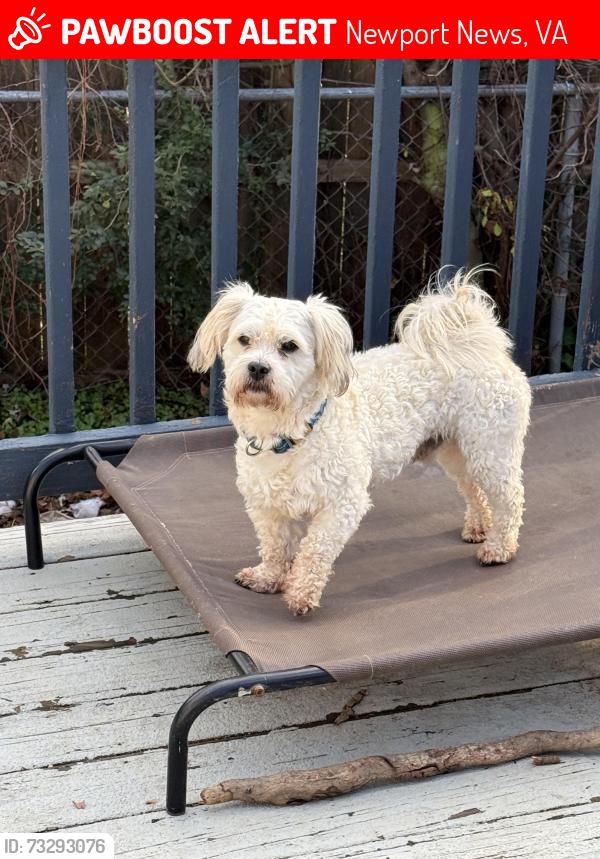 Lost Male Dog last seen Verline Ct and Saddler Dr, Newport News, VA 23608