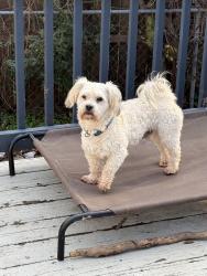 Lost Male Dog last seen Verline Ct and Saddler Dr, Newport News, VA 23608