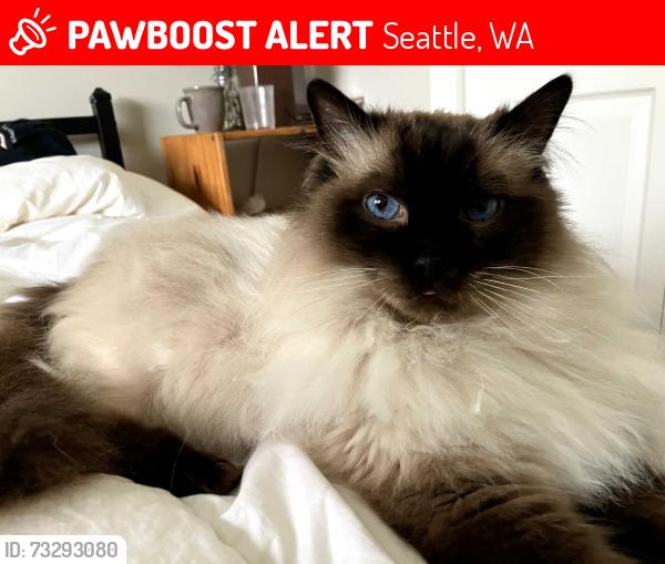 Lost Male Cat last seen 103rd and Densmore st, Seattle, WA 98133