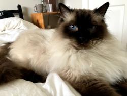 Lost Male Cat last seen 103rd and Densmore st, Seattle, WA 98133