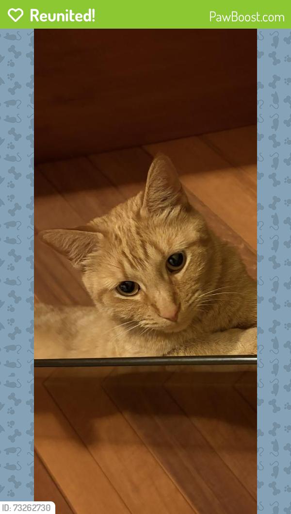 Reunited Male Cat last seen W 59th St to the north and W 63rd St to the south, S Pulaski Rd (4000 W) lies just one block west., Chicago, IL 60629