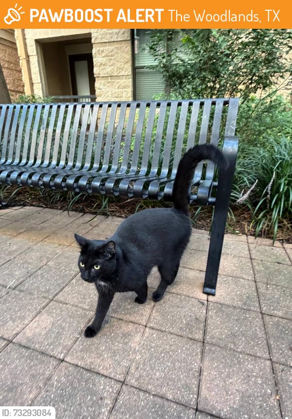 Found/Stray Unknown Cat last seen Walkway between The Lane and The Millenium apmt complexes, The Woodlands, TX 77380