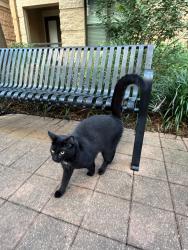 Found/Stray Unknown Cat last seen Walkway between The Lane and The Millenium apmt complexes, The Woodlands, TX 77380