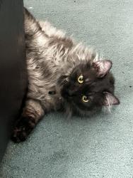 Lost Male Cat last seen Glen drive, Davie, FL 33331