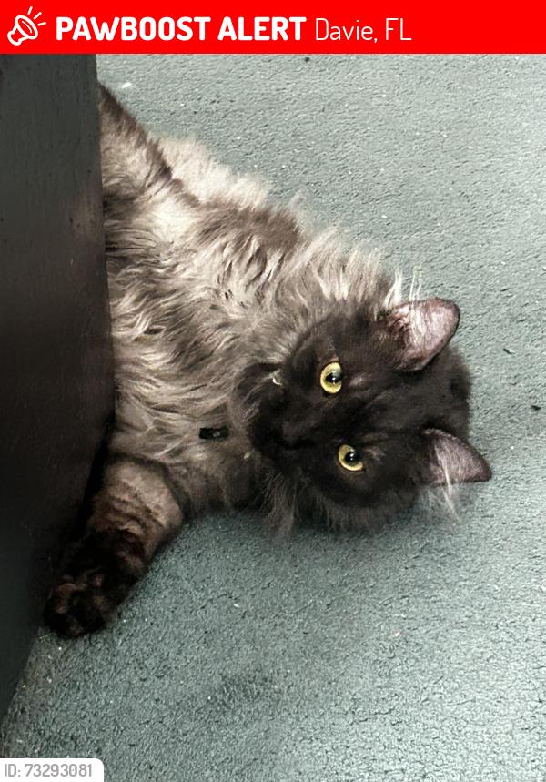 Lost Male Cat last seen Glen drive, Davie, FL 33331