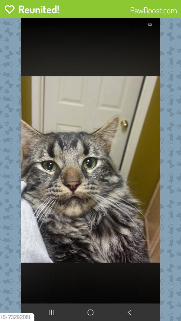 Reunited Male Cat last seen Moon Ridge Ct near Shell Ridge Dr, Fort Worth, TX 76133