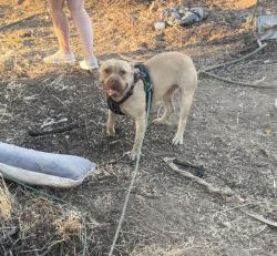 Reunited Female Dog last seen Rider and Una, Perris, CA 92570