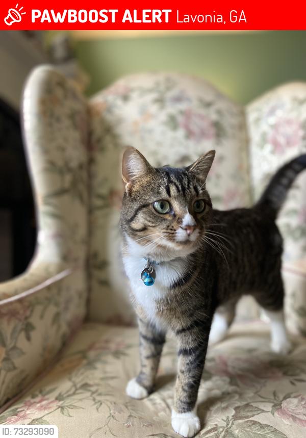 Lost Female Cat last seen Parkertown Road and Grogan Street, Lavonia, GA 30553