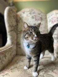 Lost Female Cat last seen Parkertown Road and Grogan Street, Lavonia, GA 30553