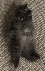 Reunited Female Cat last seen Near Baymeadows Rd E, Jacksonville, FL 32256, Jacksonville, FL 32256