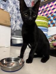 Found/Stray Male Cat last seen NE Orchard St/Floresta, Port St. Lucie, FL 34983