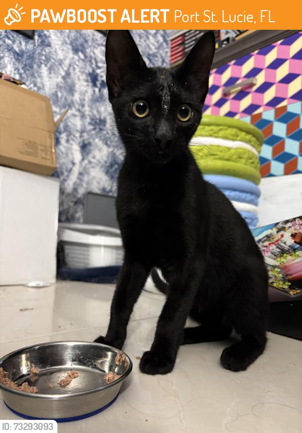 Found/Stray Male Cat last seen NE Orchard St/Floresta, Port St. Lucie, FL 34983
