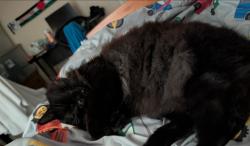 Lost Female Cat last seen Early drive, Wilmington, NC 28412