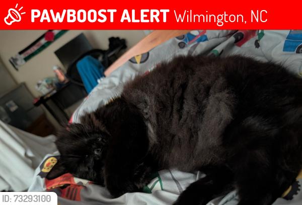 Lost Female Cat last seen Early drive, Wilmington, NC 28412