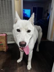 Found/Stray Female Dog last seen Near Mary Lou Street, San Diego, CA 92102