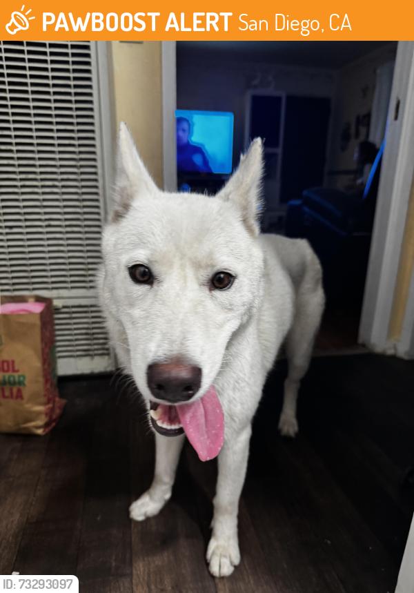 Found/Stray Female Dog last seen Near Mary Lou Street, San Diego, CA 92102