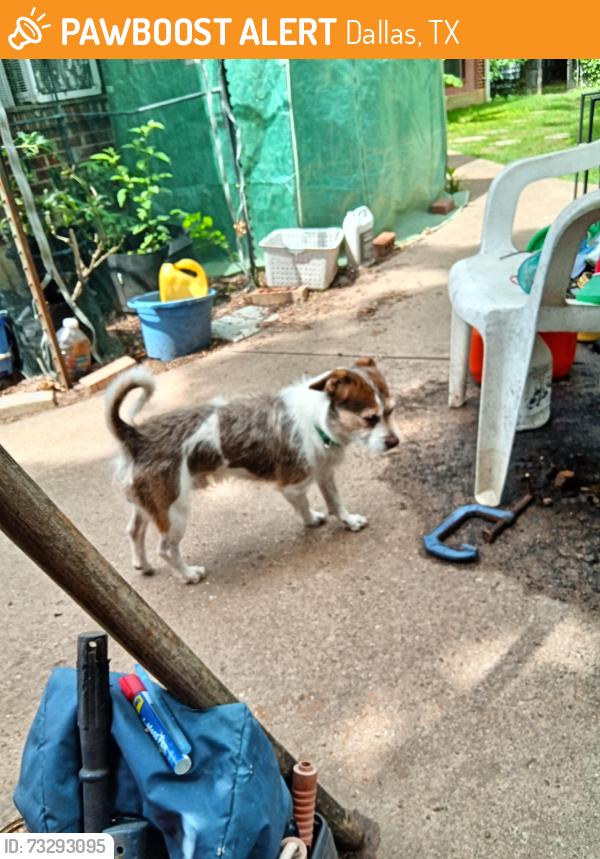 Found/Stray Male Dog last seen palomino, Dallas, TX 75253