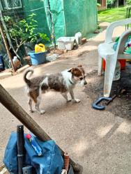 Found/Stray Male Dog last seen palomino, Dallas, TX 75253
