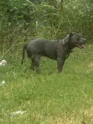Found/Stray Male Dog last seen ON LEWIS Between pine and Apache, Tulsa, OK 74110