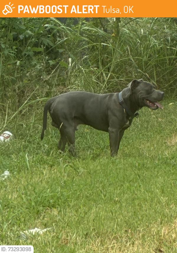 Found/Stray Male Dog last seen ON LEWIS Between pine and Apache, Tulsa, OK 74110
