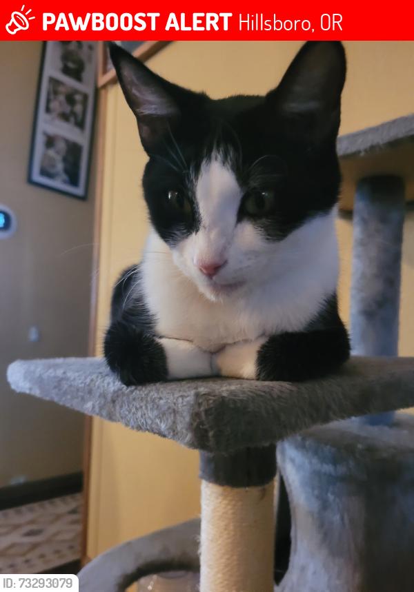Lost Female Cat last seen Dennis st., Hillsboro, OR 97124