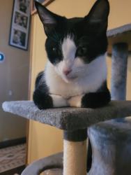 Lost Female Cat last seen Dennis st., Hillsboro, OR 97124