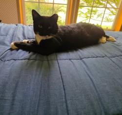 Lost Male Cat last seen Fillmore Glen State Park, Dunkin’, Subway, Moravia, NY 13118