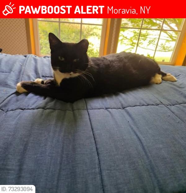 Lost Male Cat last seen Fillmore Glen State Park, Dunkin’, Subway, Moravia, NY 13118