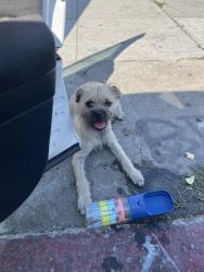 Found/Stray Male Dog last seen Broadway, Los Angeles, CA 90003