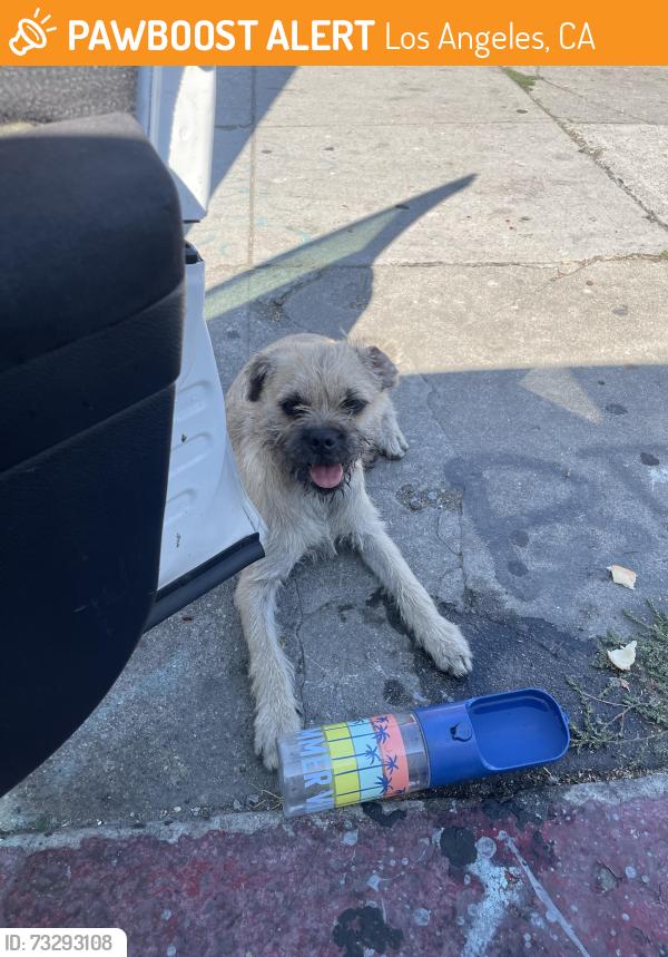 Found/Stray Male Dog last seen Broadway, Los Angeles, CA 90003