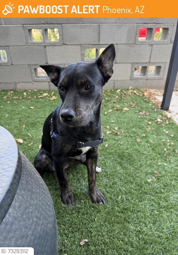 Found/Stray Female Dog last seen Near W Lower Buckeye Rd Phoenix AZ 85043, Phoenix, AZ 85043