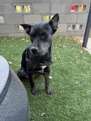 Found/Stray Female Dog last seen Near W Lower Buckeye Rd Phoenix AZ 85043, Phoenix, AZ 85043